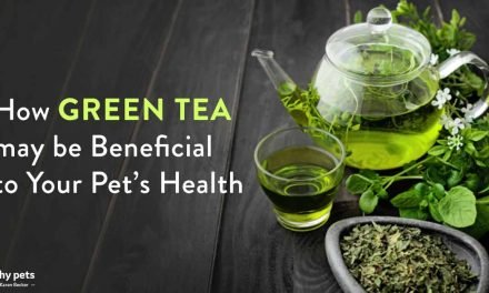A Nutritional Powerhouse for Humans, Green Tea for Your Pet?