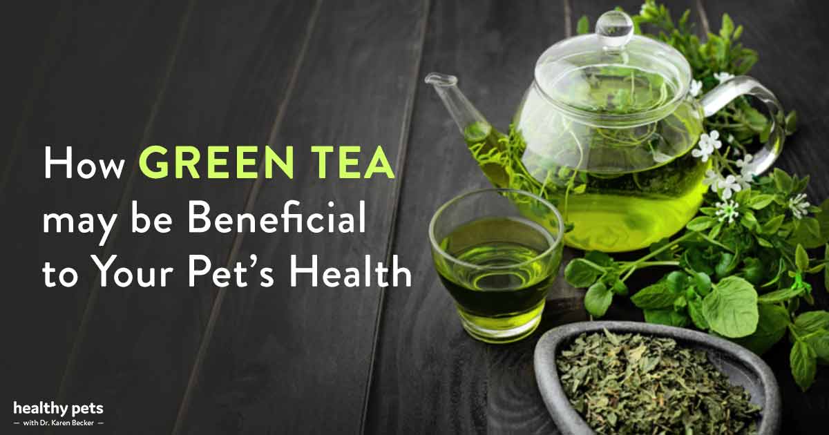 A Nutritional Powerhouse for Humans, Green Tea for Your Pet?