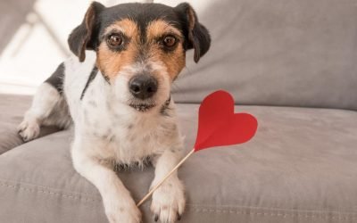 15 Valentine's Day gifts that show your pets some love