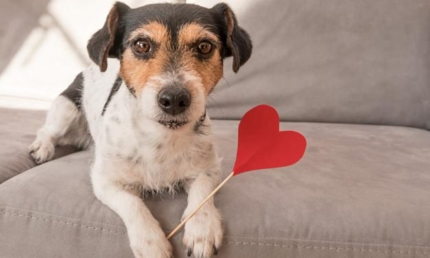 15 Valentine's Day gifts that show your pets some love