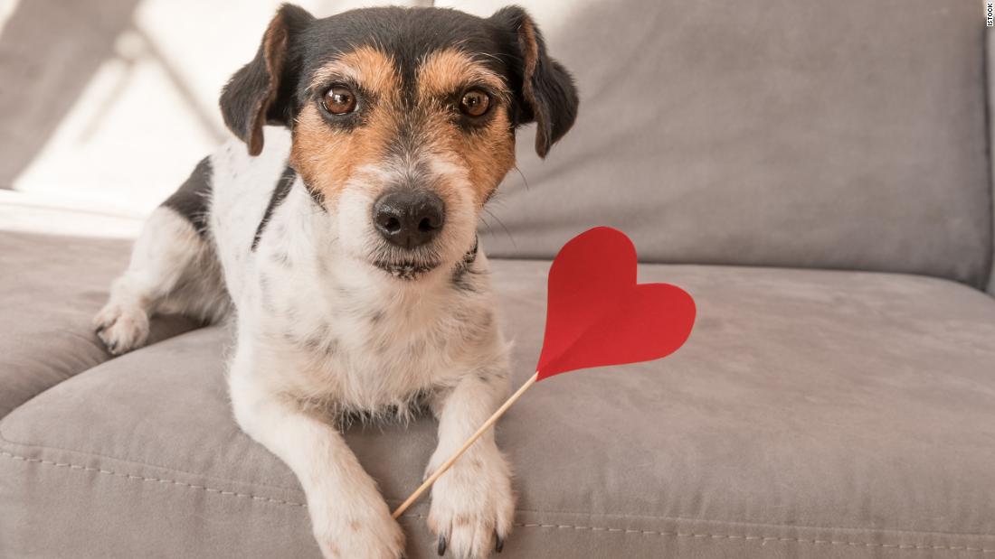 15 Valentine's Day gifts that show your pets some love
