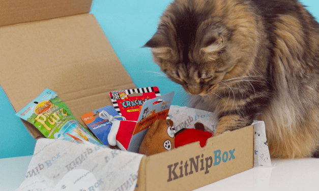 Yes, your cat deserves a subscription box, too