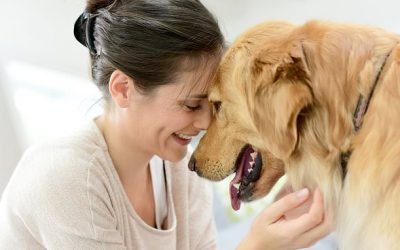 Love Your Pet Day 2020: The best dog and cat toys to treat your furry companion