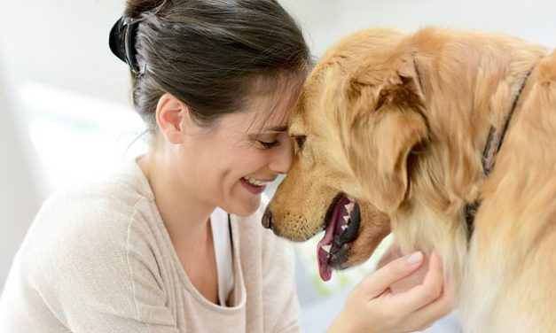 Love Your Pet Day 2020: The best dog and cat toys to treat your furry companion