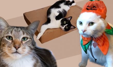Welcome to the Ultimate Chaotic Catittude Power Ranking of the Cattiest Cats Around