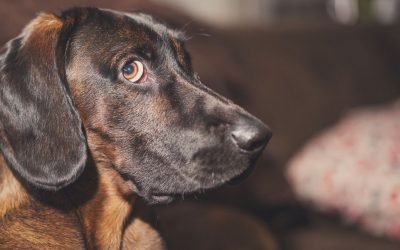 Pets Are Eating Our Sex Toys and Nobody Is Talking About It
