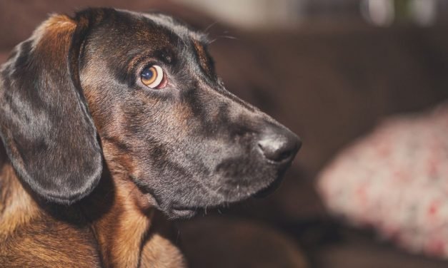 Pets Are Eating Our Sex Toys and Nobody Is Talking About It