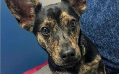 Your Afternoon Animal Fix &ndash; AdoPtville