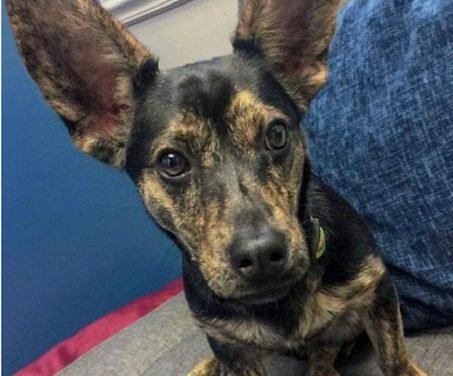 Your Afternoon Animal Fix &ndash; AdoPtville