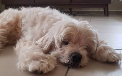 Meet Roxy, the Cockapoo with a wide circle of friends