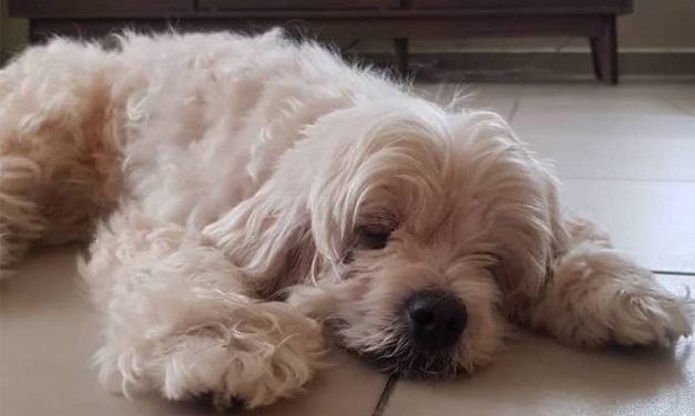 Meet Roxy, the Cockapoo with a wide circle of friends