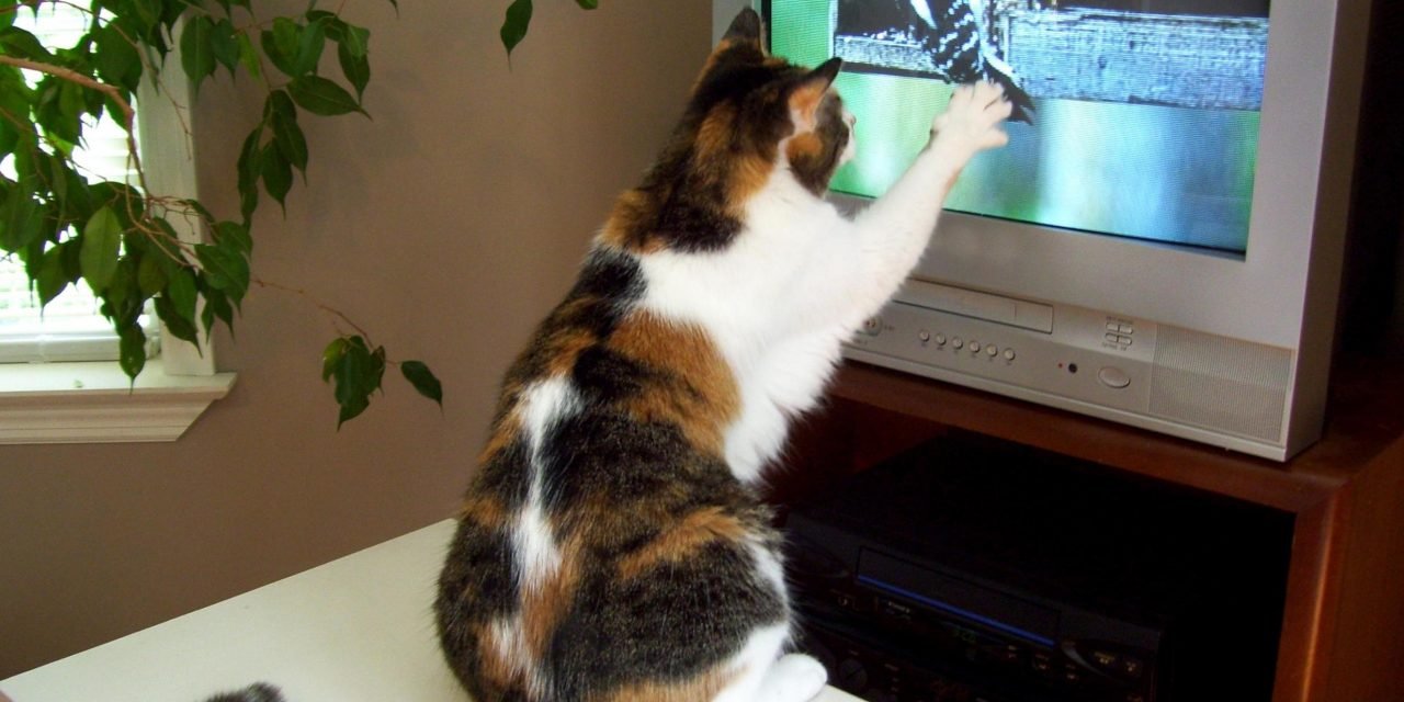 Pets 4 home entertainment: Welcome to the world of TV for cats and books for dogs
