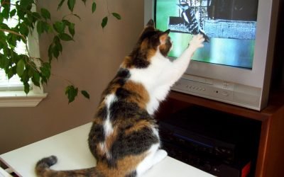 Pets 4 home entertainment: Welcome to the world of TV for cats and books for dogs