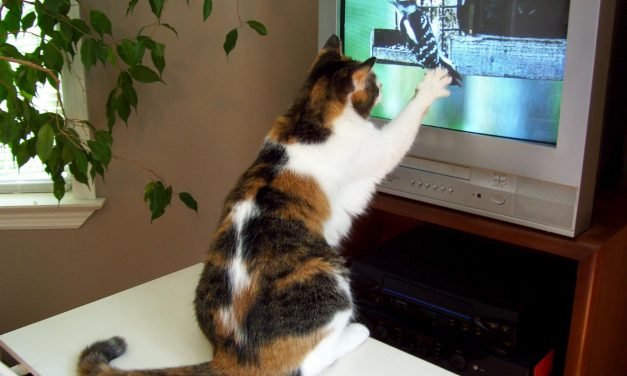 Pets 4 home entertainment: Welcome to the world of TV for cats and books for dogs