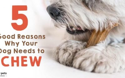 5 Good Reasons Why Your Dog Needs to Chew