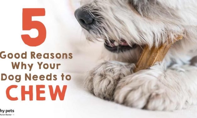 5 Good Reasons Why Your Dog Needs to Chew