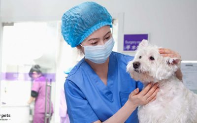 COVID-19 and Your Pet — What You Need to Know