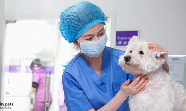 COVID-19 and Your Pet &mdash; What You Need to Know
