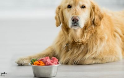 How to Feed Your Dog to Help Avoid Malignancy