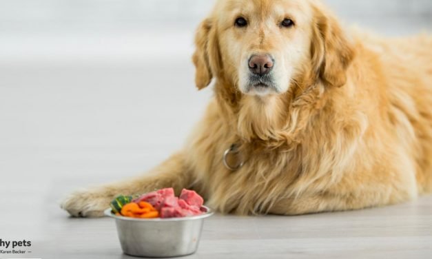 How to Feed Your Dog to Help Avoid Malignancy