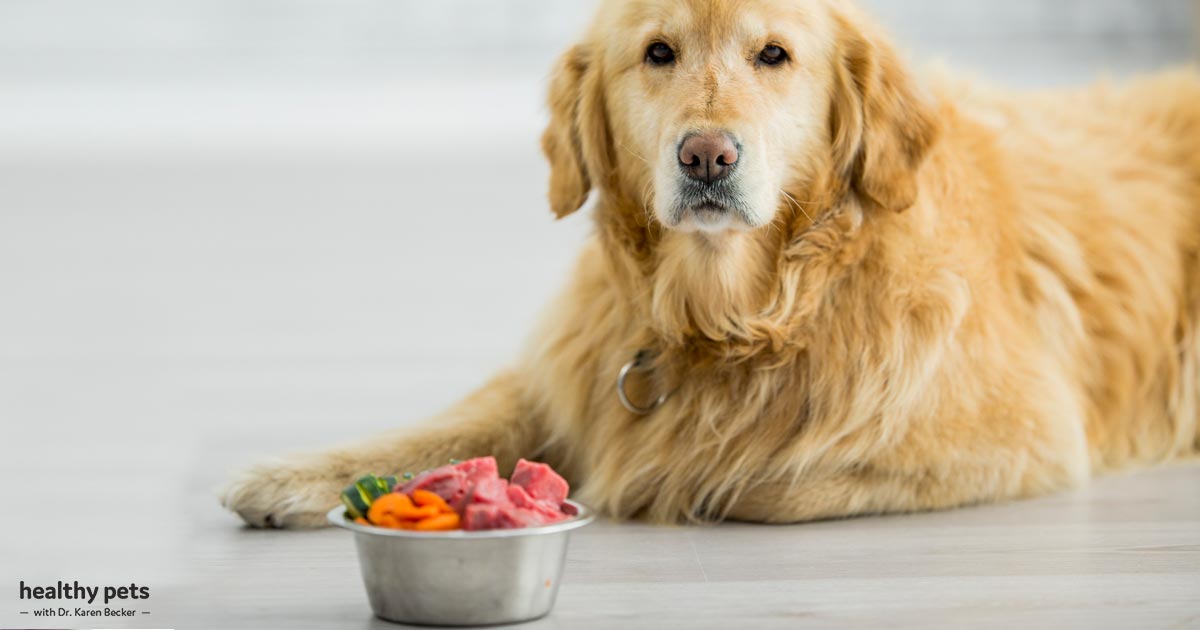 How to Feed Your Dog to Help Avoid Malignancy