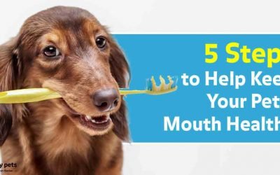 Ignoring Your Pet’s Teeth? 4 Ways You May Be Causing Harm