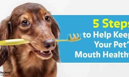 Ignoring Your Pet’s Teeth? 4 Ways You May Be Causing Harm