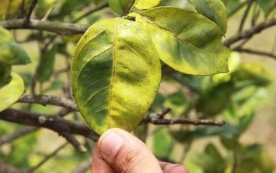 The Nose Knows: How Dogs Are Saving Citrus Trees