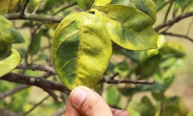 The Nose Knows: How Dogs Are Saving Citrus Trees