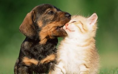 How star signs affect your PET'S behaviour