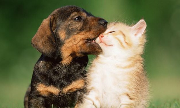 How star signs affect your PET'S behaviour