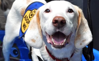 Your Afternoon Animal Fix &ndash; AdoPtville