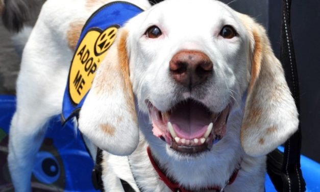 Your Afternoon Animal Fix &ndash; AdoPtville
