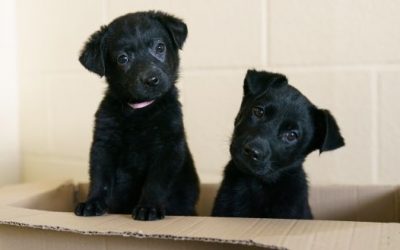 Pet owners advised to practise social distancing with animals