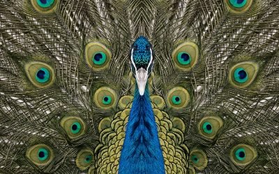 Uncanny Portraits of Perfectly Symmetrical Pets