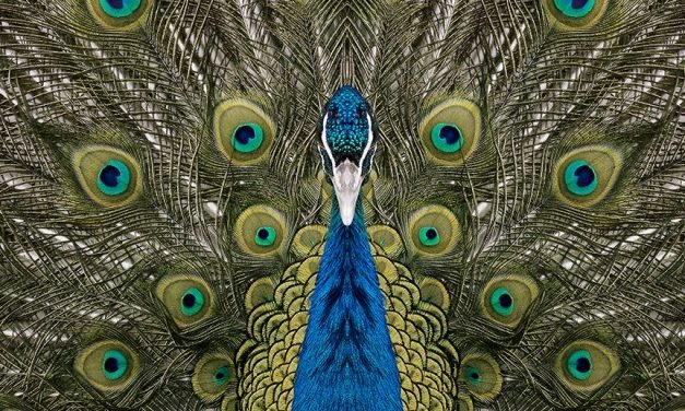 Uncanny Portraits of Perfectly Symmetrical Pets