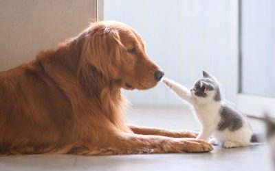 Here's where to order pet food for delivery