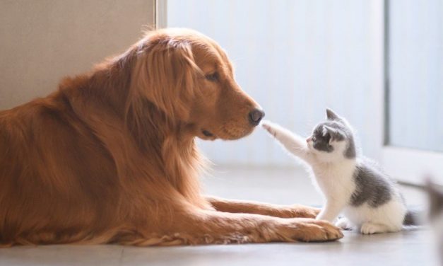 Here's where to order pet food for delivery