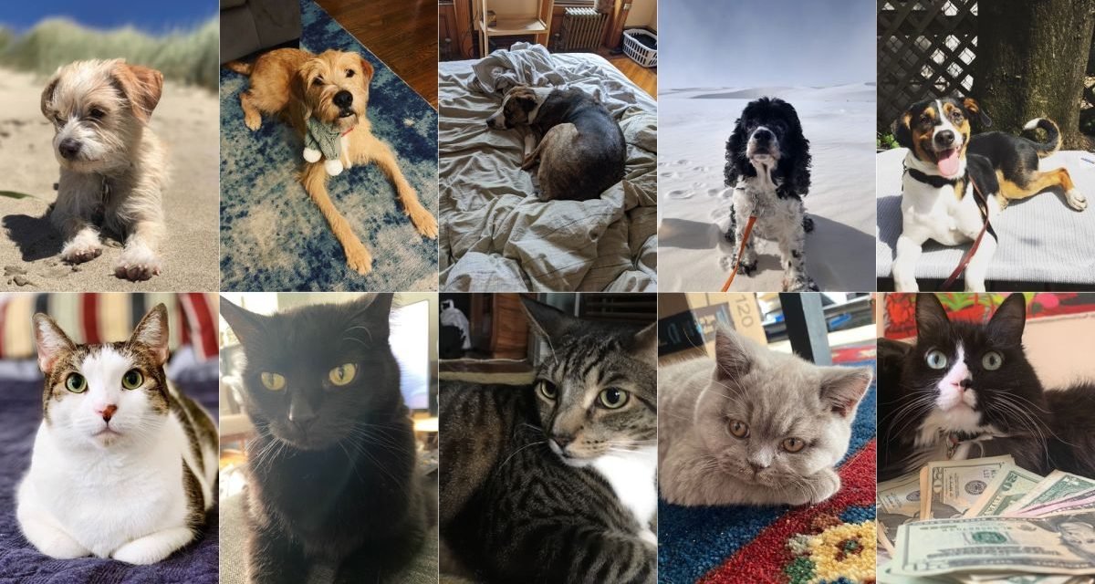 A Definitive Ranking of All the Jezebel Pets, As Judged by 3 Kids