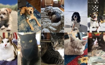 A Definitive Ranking of All the Jezebel Pets, As Judged by 3 Kids