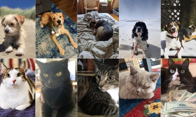 A Definitive Ranking of All the Jezebel Pets, As Judged by 3 Kids