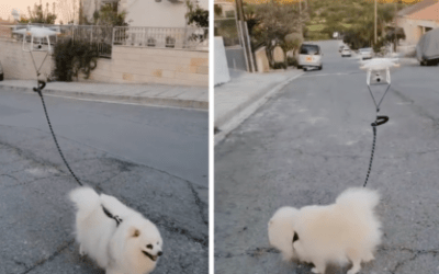 Drone Walks Dog For Quarantined Man During Coronavirus Outbreak
