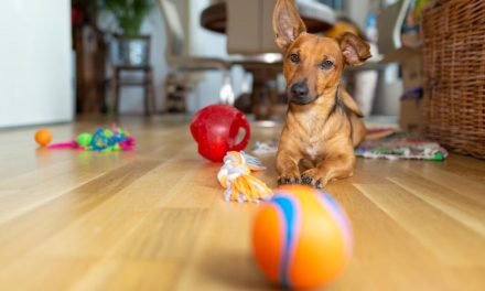 All the toys and treats you need to keep your pet happy at home