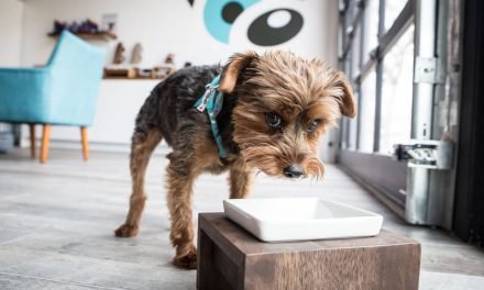 25 online pet food delivery options in Toronto
