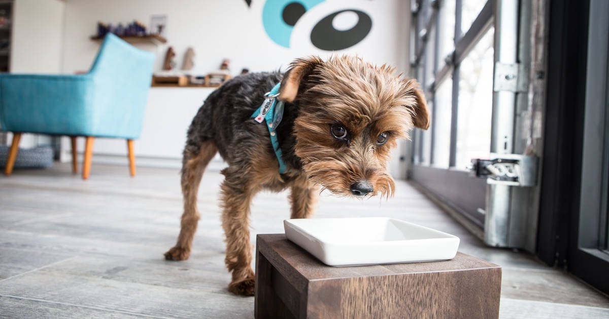 25 online pet food delivery options in Toronto