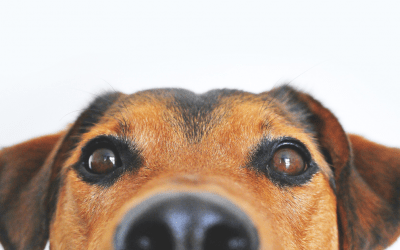 We're spending a lot more time with our pets lately, so here are some pet supplies on sale