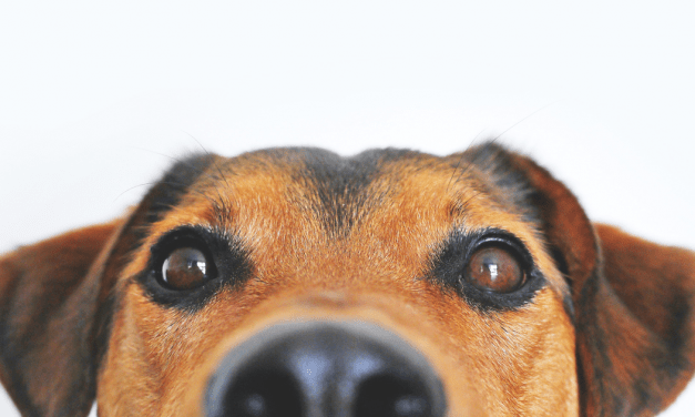 We're spending a lot more time with our pets lately, so here are some pet supplies on sale
