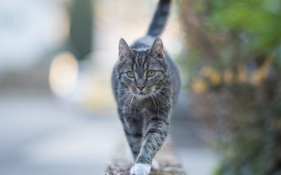 A Cat In Belgium Tested Positive For COVID-19, But You Shouldn't Panic