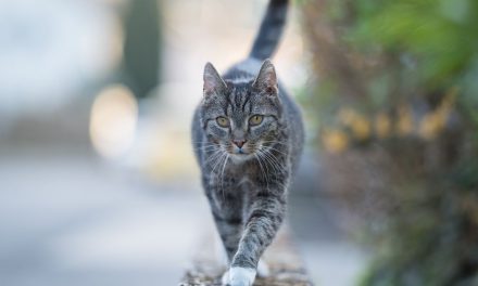 A Cat In Belgium Tested Positive For COVID-19, But You Shouldn't Panic
