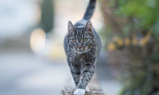 A Cat In Belgium Tested Positive For COVID-19, But You Shouldn't Panic